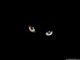 Black Cats By Black Cats On Deviantart Witches Familiar Black Cat Cat Shadow