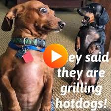 33 hot doggy dog memes to help you feel all warm and fuzzy inside komik kopek resimleri komik kopek fotograflari komik hayvan fotograflari