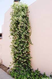 Star Jasmine Care And Growing Tips Joy Us Garden Jasmine Plant Plants Garden Vines
