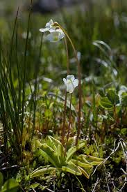 Image result for Lentibulariaceae