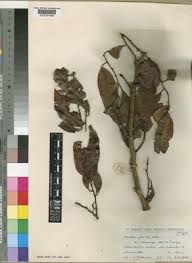 Image result for Staudtia