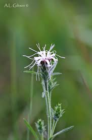 Image result for Usteria