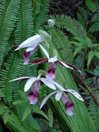 Image result for Phaius occidentalis