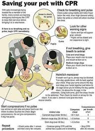 25 Brilliant Lifehacks That Every Dog Owner Should Know Pets Your Pet Dog Care