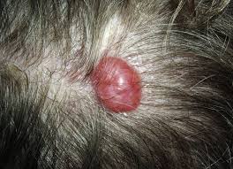 Image result for Cylindropsis