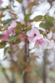 Kwanzan flowering cherry tree for sale. Cherry Kwanzan Flowering For Sale In Boulder Colorado