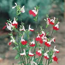 Ask a gardening question, get a gardening answer. Salvia Hot Lips Yougarden