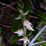 Image result for Polystachya laurentii