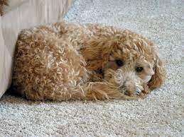 Charlie My Poochon Puppy Poochon Puppies Poochon Dog Puppies