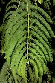 Image result for Entada abyssinica