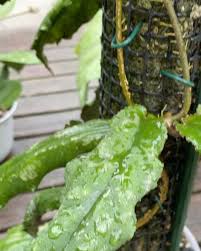 Image result for Polystachya undulata