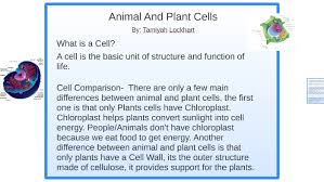 First, animal cells do not have chloroplasts. Animal And Plant Cells By Tamiyah Lockhart