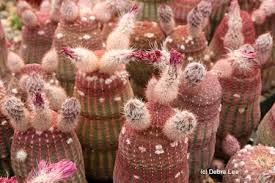 Still can't find what you are looking for? Alien Cacti At Grigsby