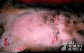 Flea allergy dermatitis can lead to hair loss. Cat Hair Loss Causes Pictures And Treatment Advice