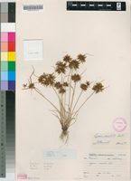 Image result for Cyperus amabilis