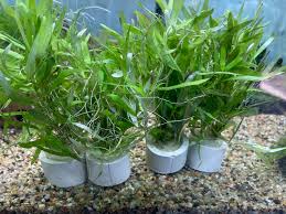 Image result for Heteranthoecia