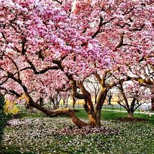 We did not find results for: Magnolia Trees For Sale Buy Magnolia Trees Online The Tree Center