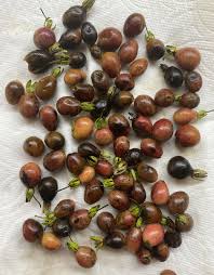 Image result for Diospyros lycioides