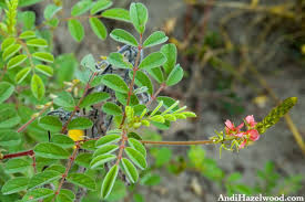 Image result for Indigofera astragalina