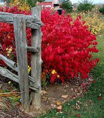 Burning Bush Urban Garden Garden Shrubs Planting Flowers