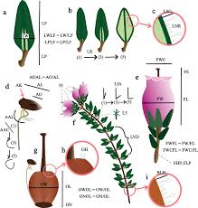 Image result for Crepidorhopalon tenuis