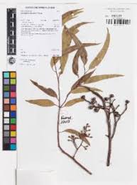 Image result for Eucalyptus cloeziana