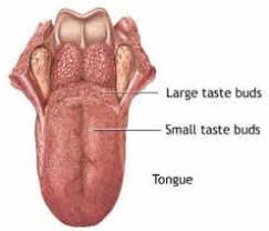 Human Sense Organs The Five Senses Science Experiments Kids Science Fair Projects Science For Kids