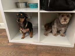 Profile for Dompop's Pet Sitting