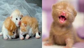 Ask your friends to see if anyone has a new mama cat who might be willing to adopt another baby. 15 Extremely Cute Newborn Kittens We Just Had To Share I Can Has Cheezburger