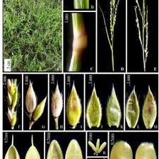 Image result for Eriochloa fatmensis