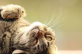 Cats sleep in many different positions. 4 Reasons Why Cats Sleep Hours Upside Down On Their Head Kitty Cats Blog