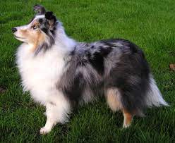 Not only do these dogs make excellent herding dogs in farm life, but they're often great at dog sports, and some also excel as guard dogs for family members. Shetland Sheepdog Wikipedia