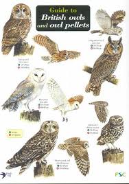 Id Chart Guide To British Owls