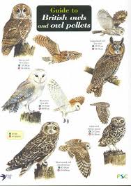 id chart guide to british owls