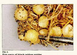 We are honored that drs borek and charlton responded to our article and appreciate their endeavors to correct misconceptions held by health care providers about clinical manifestations and treatment of spider bites. Figure 3 From Black And Brown Widow Spider Bites In South Africa A Series Of 45 Cases Semantic Scholar