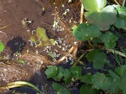 Image result for Wolffiella hyalina