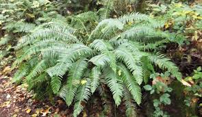 Image result for Polystichum sinense