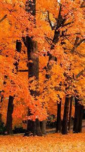 Beautiful Fall Scene Photo Photography Fall Scenic Scene Iphone Wallpaper Fall Fall Wallpaper Fall Background