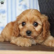 Our cavapoos are the cross of a purebred poodle with a purebred cavalier king charles spaniel. Tessa Cavapoo Puppy For Sale In Virginia Cavapoo Puppies Cavapoo Cavapoo Puppies For Sale