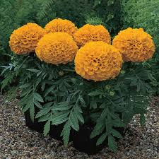 Image result for tagetes)