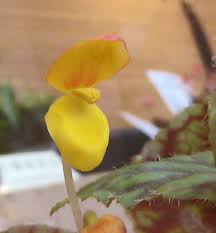 Image result for Begonia quadrialata