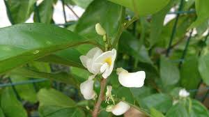 Image result for Baphia massaiensis