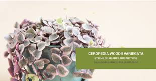 Image result for Ceropegia circinata