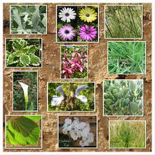 Image result for Searsia refracta