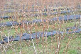 Accesoriigsm.ro accesoriu afaceri android apartament apple bani bateria beton bluetooth business calculator camera casa computer constructii o investitie cu arbusti de afini poate fi una din cele mai potrivite decizii cand vrei sa investesti in agricultura. CulturÄƒ De Afini Cu Fonduri Europene Pe Meleaguri Doljene Gazeta De Sud