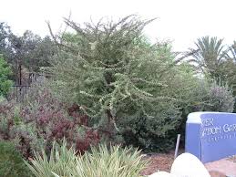 Image result for Acacia schweinfurthii