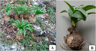 Image result for Drimia