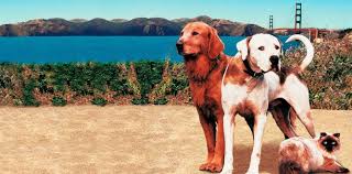 It's another incredible journey for three very brave, very lovable pets, in a thrilling, funny adventure that's 'bound to please' (new york post) the entire family!|the movie, shot entirely on location in and around vancouver, british columbia, and san francisco, features an animal cast of 40 canine and 10 feline performers. Homeward Bound Ii Lost In San Francisco Movie Review For Parents