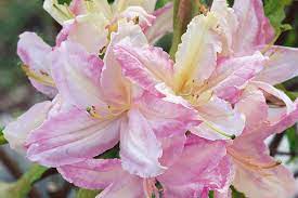 Azalea tri lights (deciduous azalea). Product Detail Bailey Portal