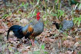 Ayam Hutan Abu Abu Jantan Dan Betina Ayam Hutan Ternak Ayam